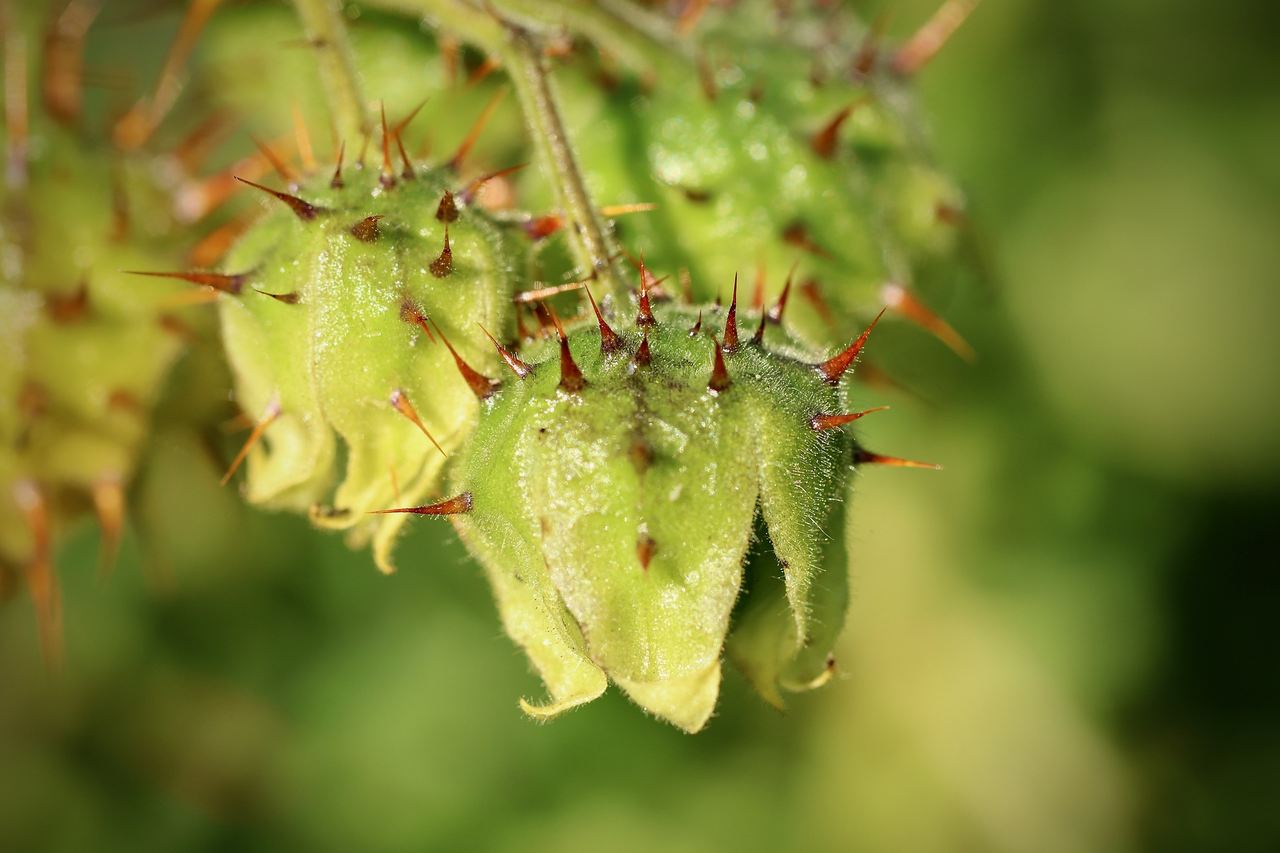 Foto de tribulus terrestris